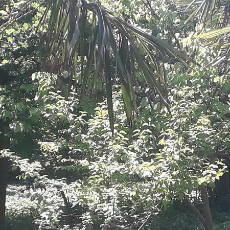 Bed and Breakfast Rey 2 Nabran Esterno foto
